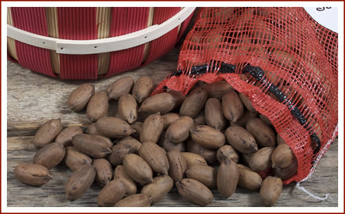 In-Shell Pecans: Five Pound Mesh Bag